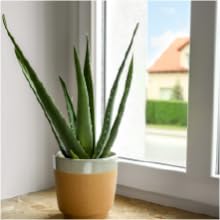 aloe vera live succulent house plant indoor suculenta