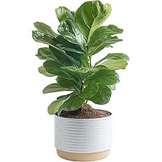 Costa Farms Fiddle Leaf Fig Tree, Live Indoor Ficus Lyrata Plant in Indoors Garden Plant Pot, Houseplant in Potting Soil, Hou
