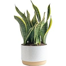 Costa Farms Live Snake Plant, Easy Care Houseplant in Indoor Garden Plant Pot, Grower's Choice House Plant in Potting Soil Mi