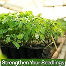 seedlings sprout tray growing stregthen