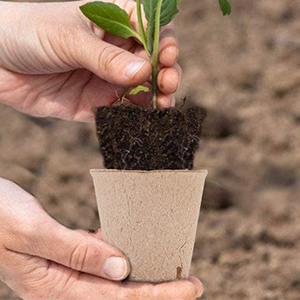 Once the seedlings are strong, they can be easily transplanted outdoors.