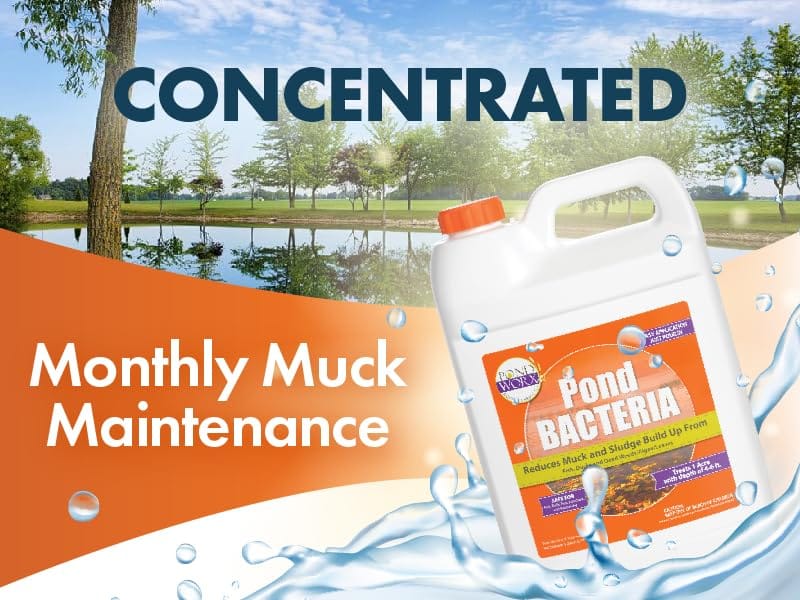 Pond Worx Pond Bacteria