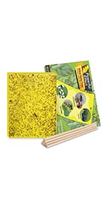 yellow sticky trap