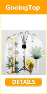 stand growing light