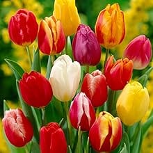 Mixed Tulip Flower Bulbs