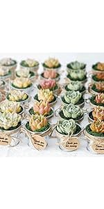 36-pack-succulents-with-silver-metal-buckets