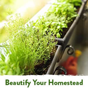 porch-garden, fresh herbs, basil seeds for planting, parsley seeds, mint seeds, cilantro seeds, sage