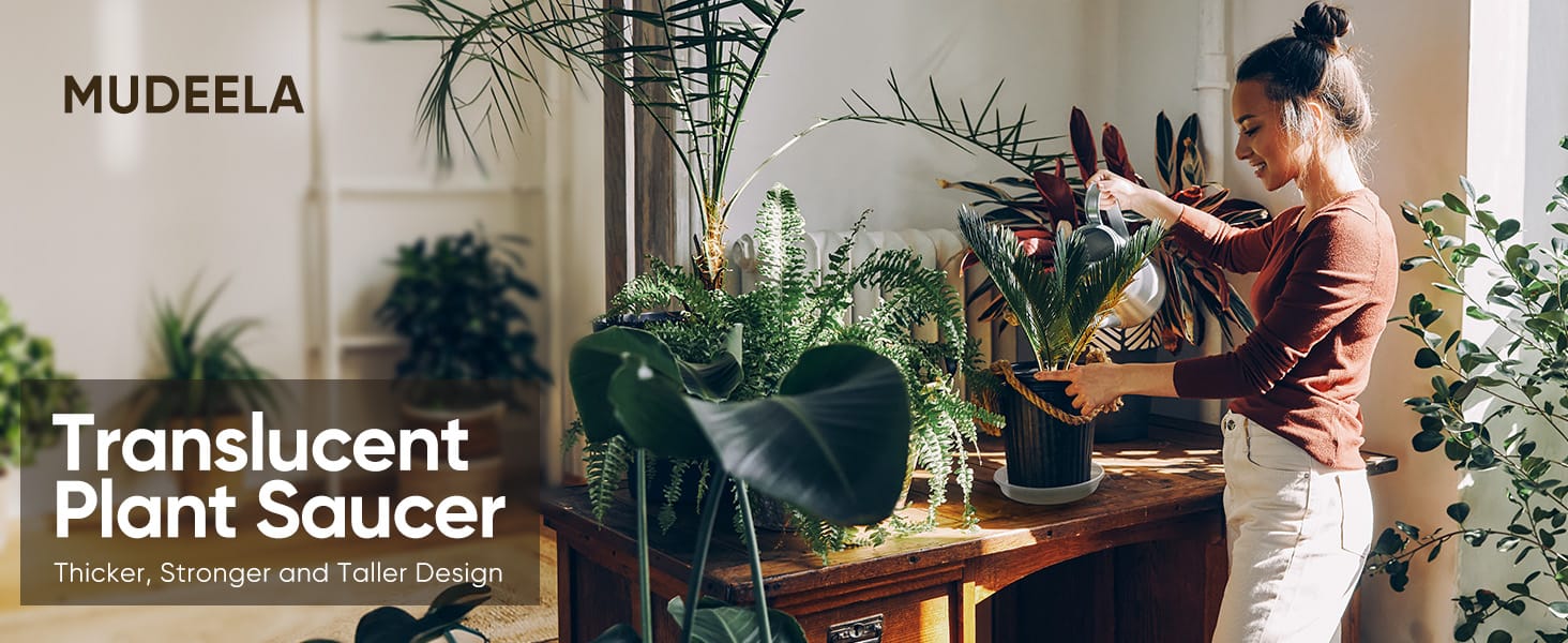 plant saucer