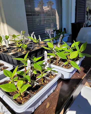 seed starter tray
