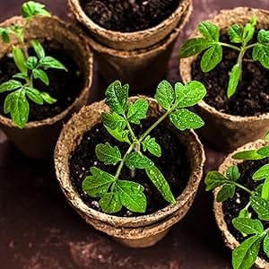 organic potting soil vegetables tomato gardening
