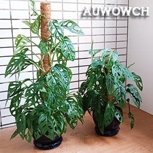 Monstera Moss Pole