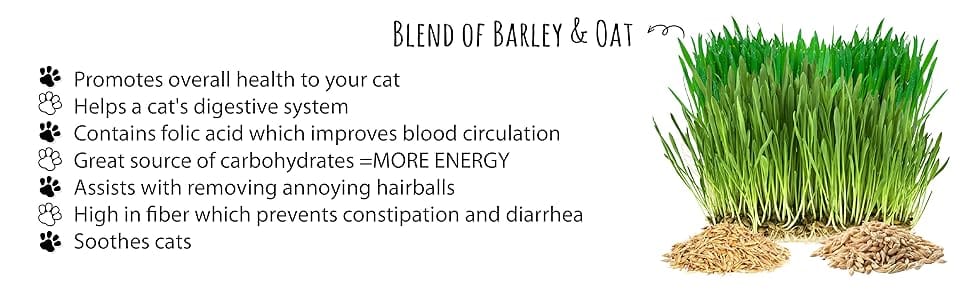 cat grass seeds bulk, cat grass for indoor cats, cat grass kit, grass for cats, kitty bulk seed pack