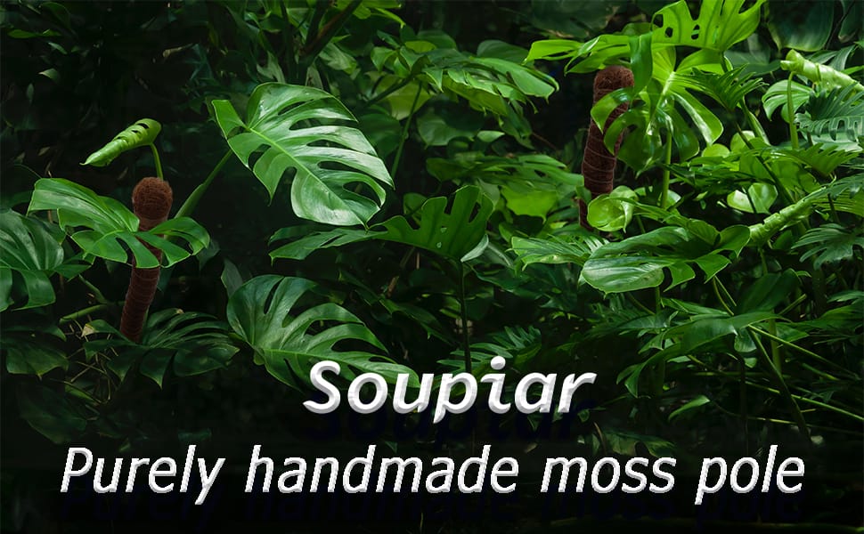 Moss Pole for Plants Monstera