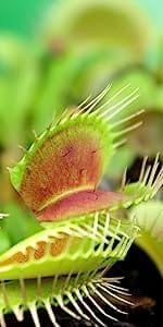 Venus Flytrap