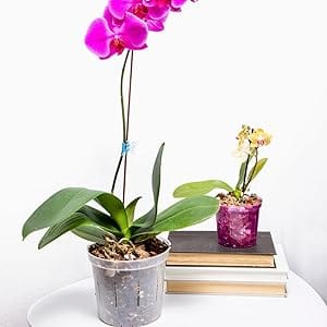orchid pot