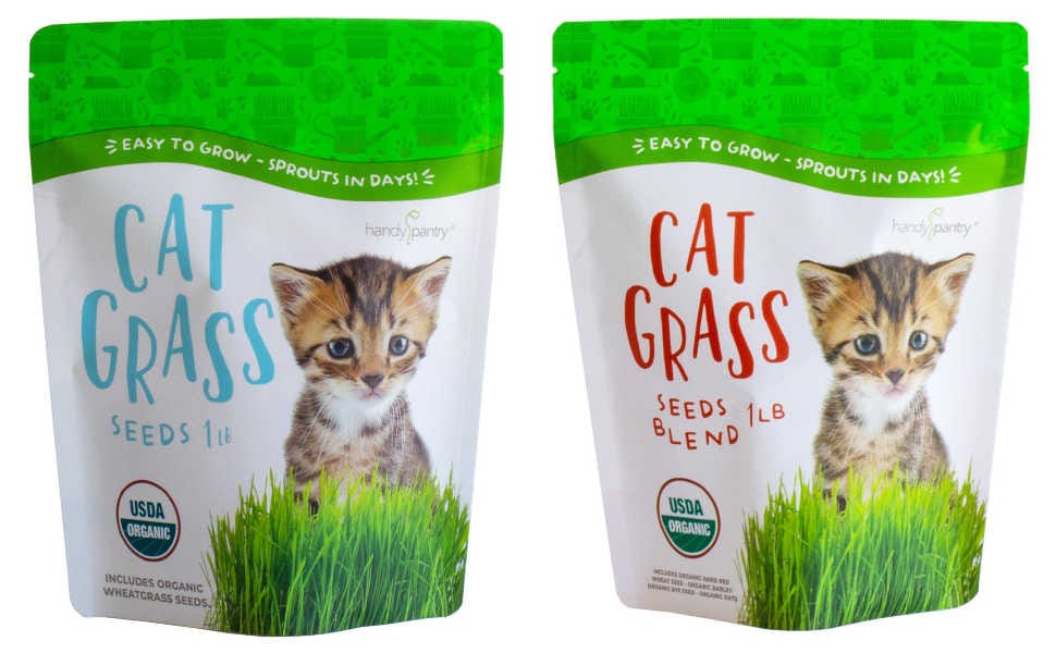 cat grass seeds for planting handy pantry blend wheat grass wheatgrass oats rye barley