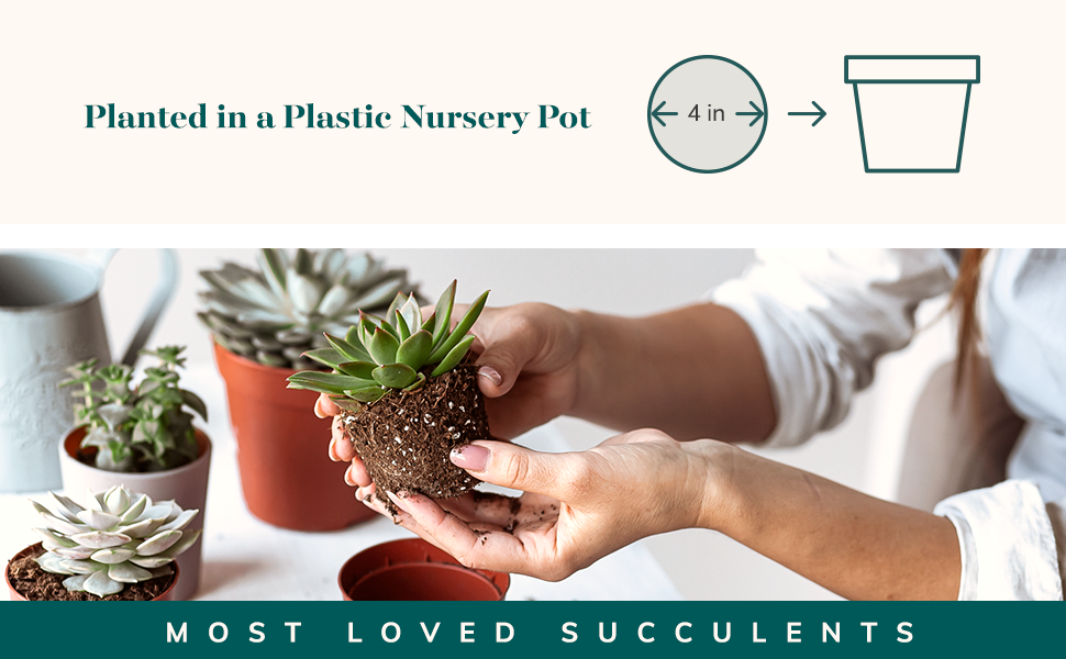 succulent plant