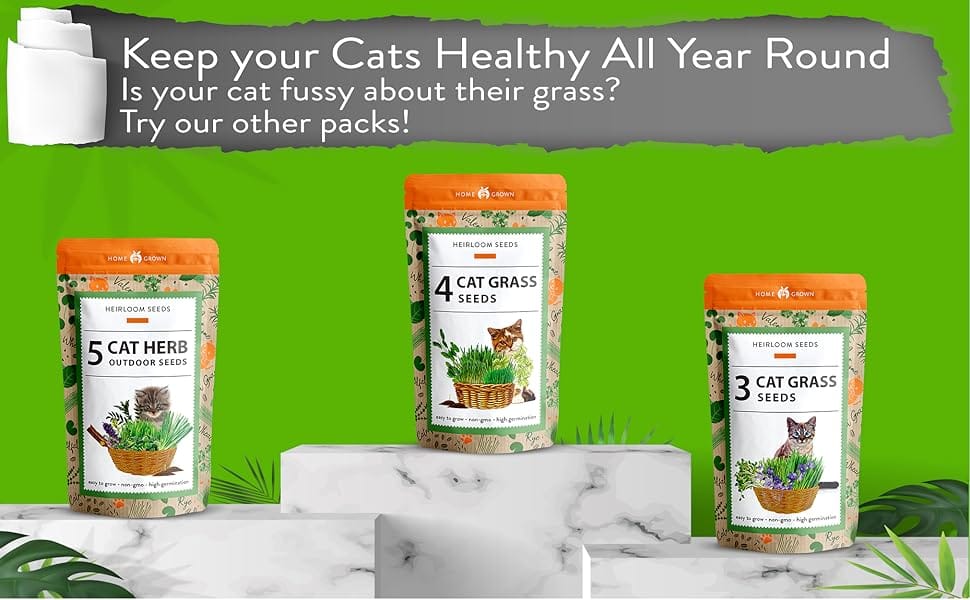 Cat grass, Cat grass seeds