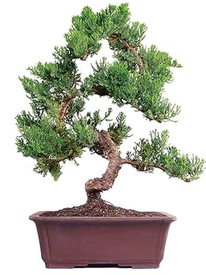 Large green mound juniper bonsai tree in ceramic bonsai pot.