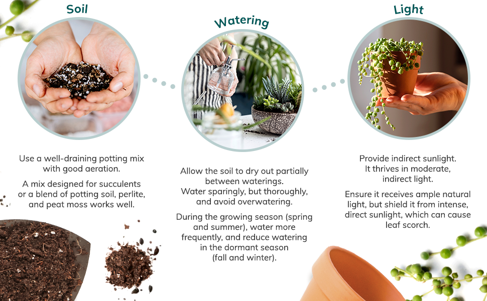 Plant Care