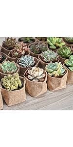 36-pack-succulents-with-brasket