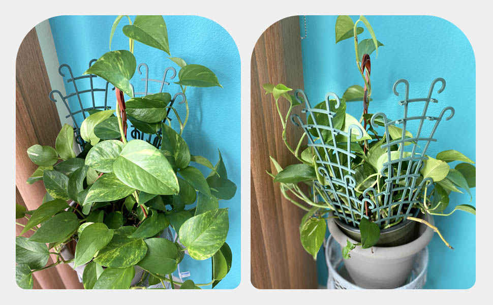 trellis for climbing plants indoor