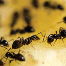 Ants