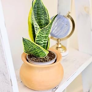 Snake Plant