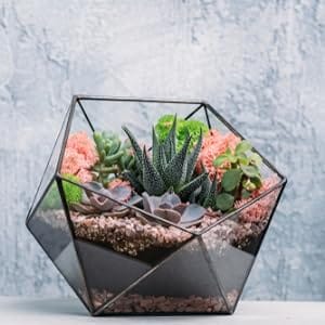 Succulent Terrarium Cactus Terrariums