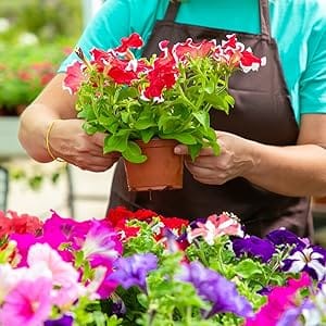 colorful blooms
