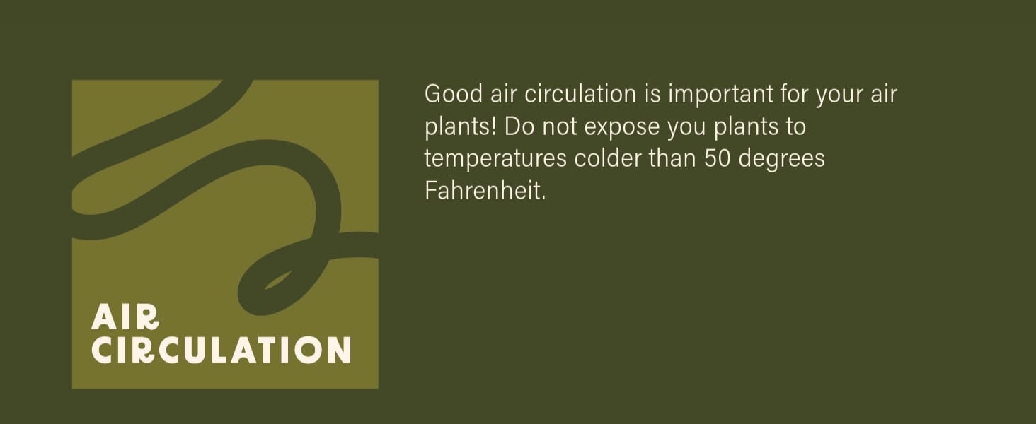 Good Air Circulation Air Plants Tillandsia
