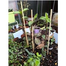 Bamboo Plant Stakes