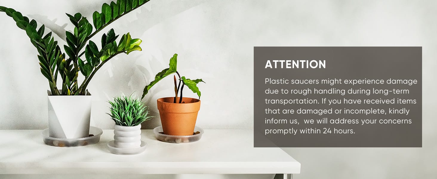 plant saucer
