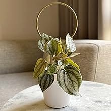 plant stake gold 02