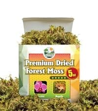 moss dried moss forestr moss