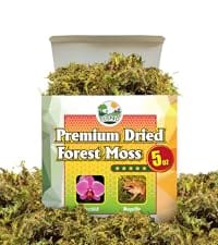 moss dried moss forestr moss