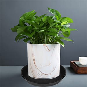 plant saucer
