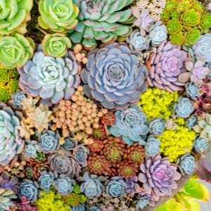 Succulent Cult Succulent Cuttings Succulent Plants