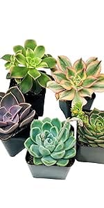 Succulent Cult Succulent Plants