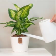 live plants houseplant