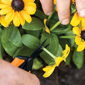 sunflowers