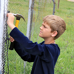 Chicken Wire