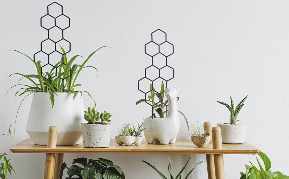 plant trellis