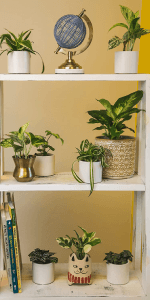Foliage 6-pack