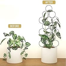 plant trellis