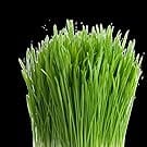wheat grass seed catgrass