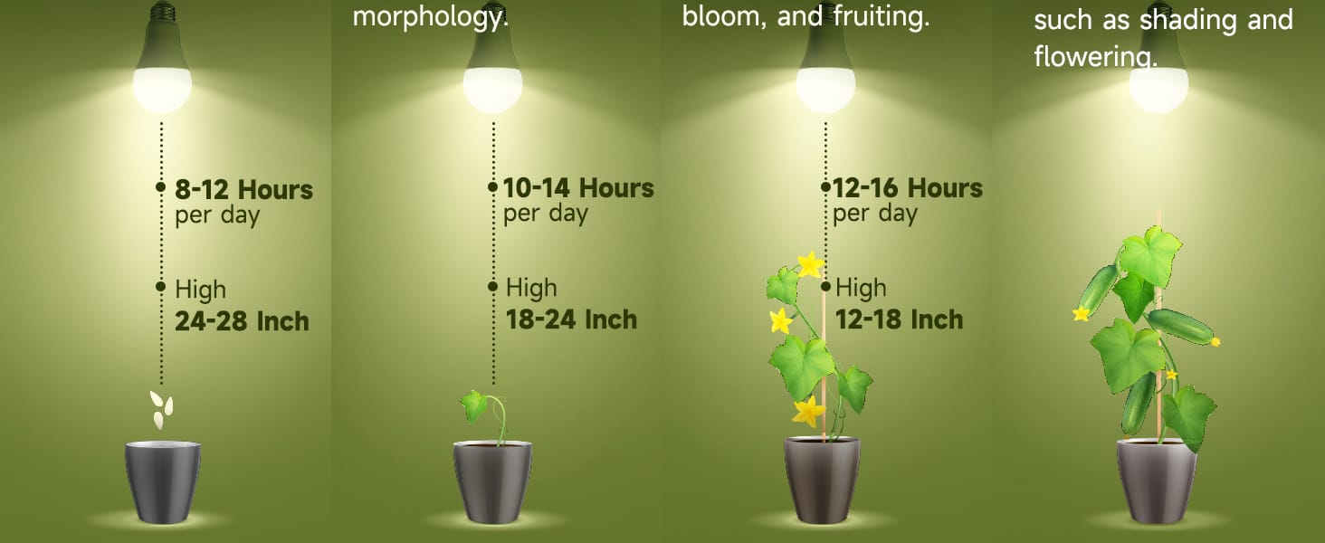 Full Spectrum Light Bulb