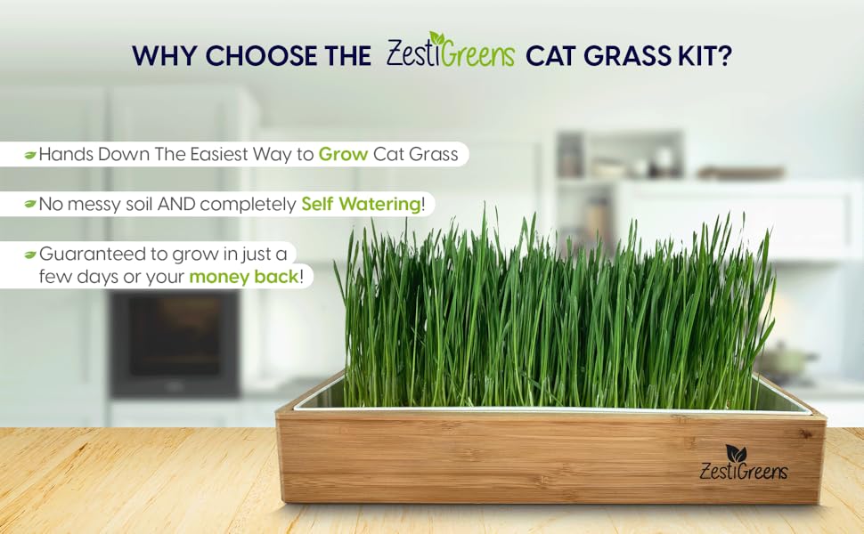 cat grass plant