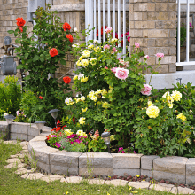 top soil container garden raised bed plant dirt seed starter pete moss fertilizer