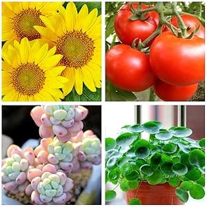 plant and vegatables